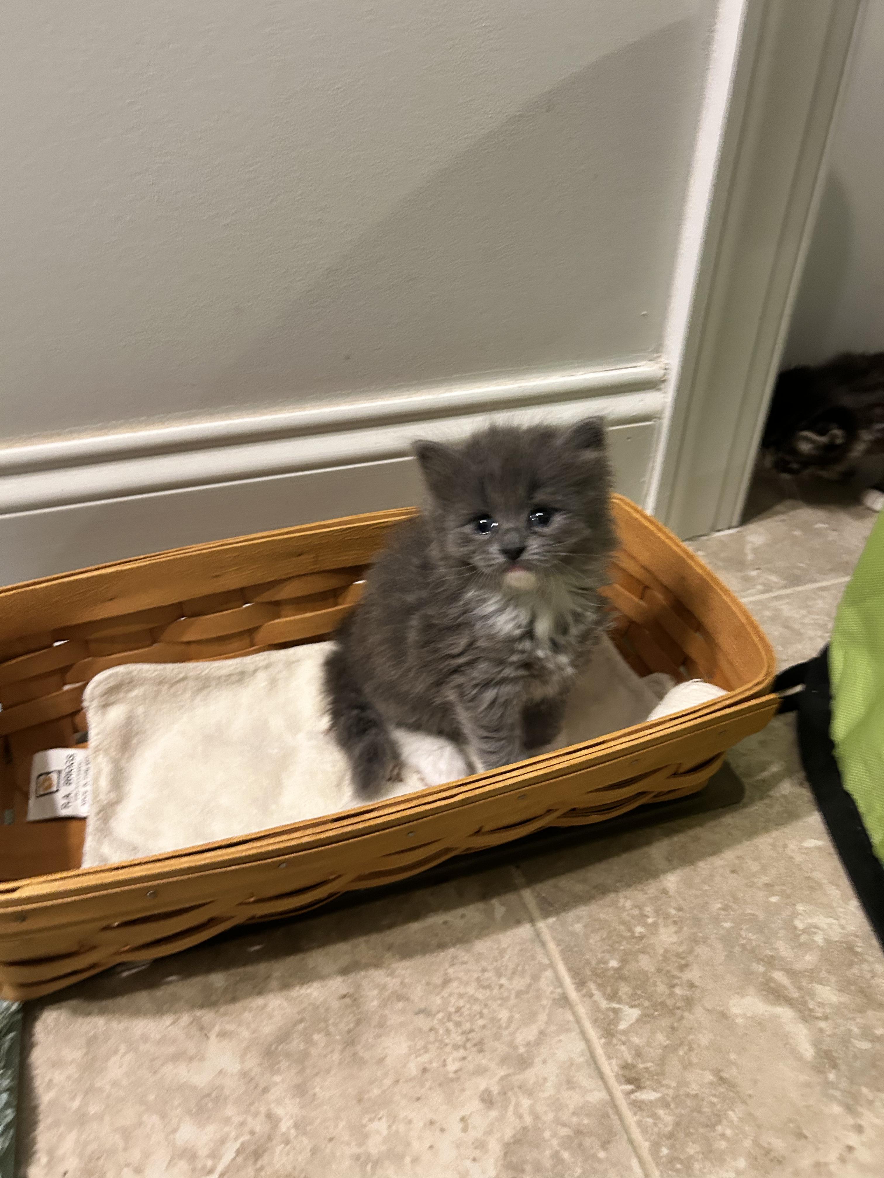 Lucas, an adopted Domestic Medium Hair in Sanford, NC image 2/3