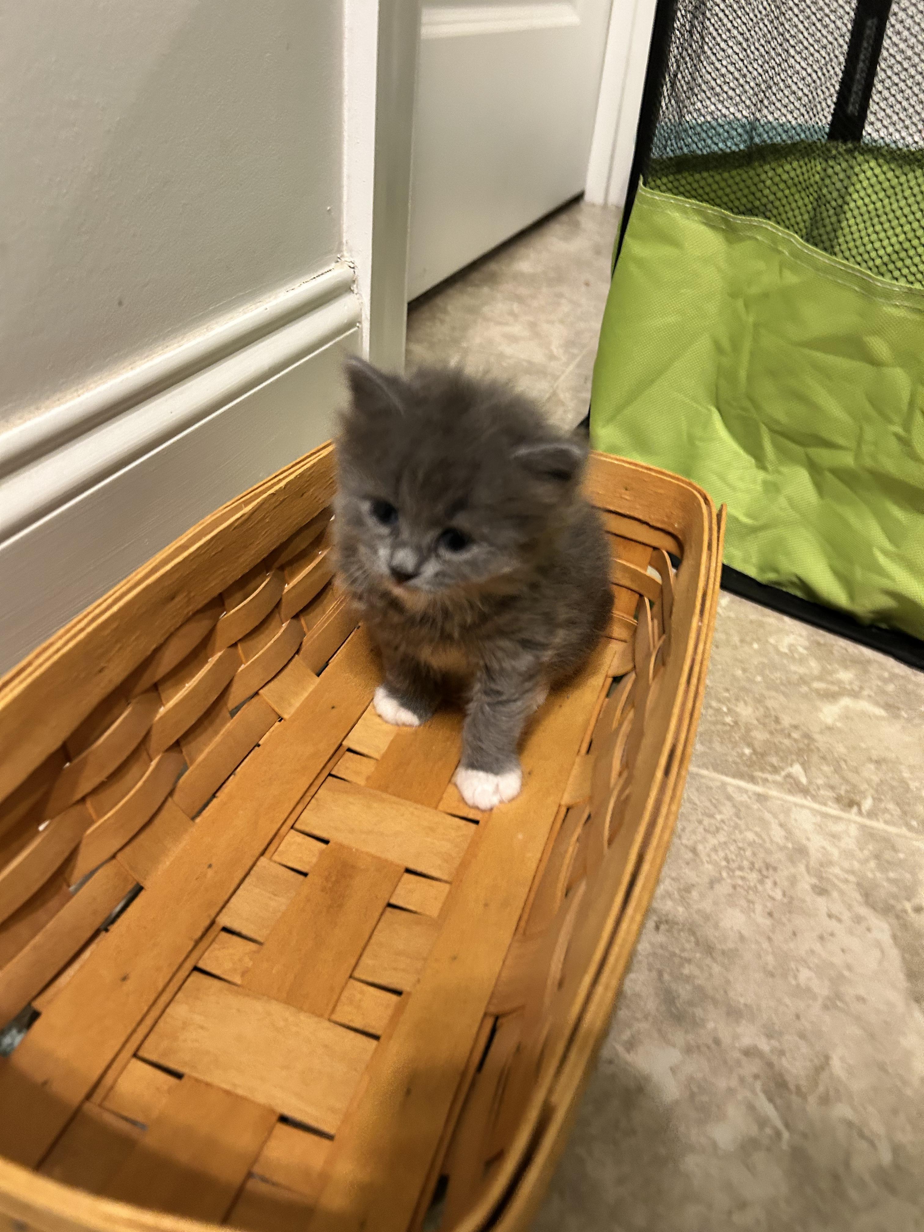Lucas, an adopted Domestic Medium Hair in Sanford, NC image 3/3