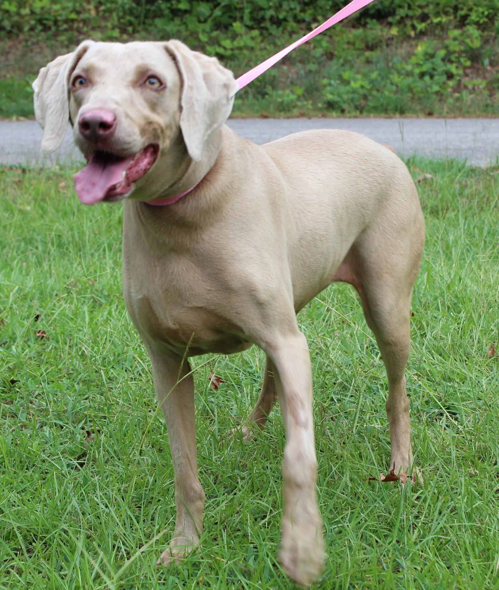 Sky 44088, Adoptable, Adult Female Weimaraner.