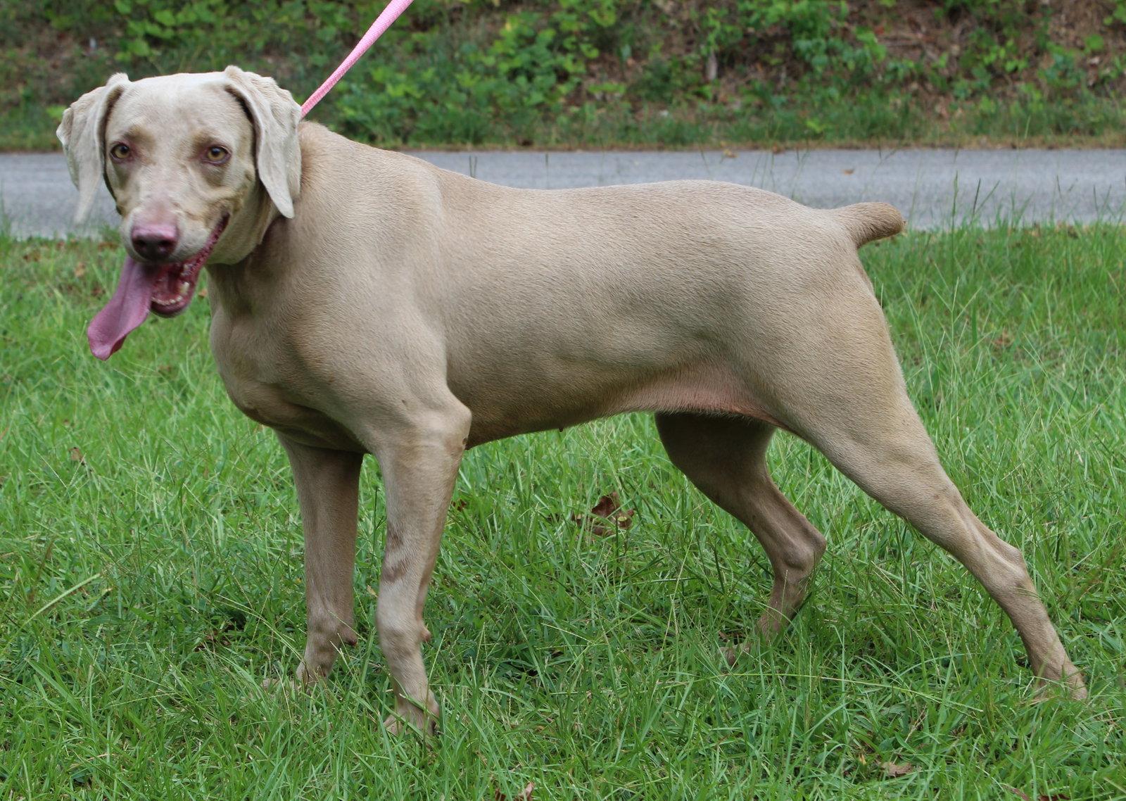 Enlarge Sky 44088, a Adoptable Weimaraner in Prattville, AL image 2/3