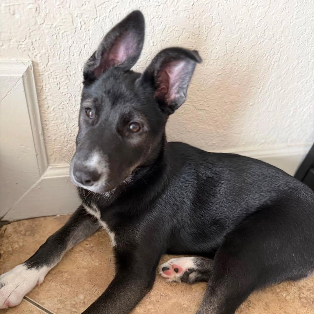Geisha, a ADOPTABLE mixed breed in Miami, FL image 3/6