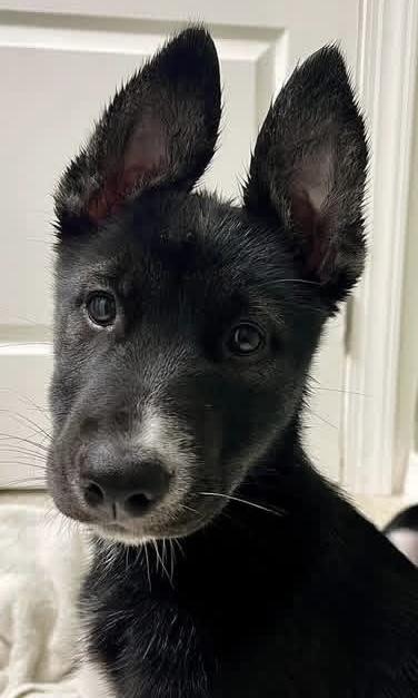 Geisha, a ADOPTABLE mixed breed in Miami, FL image 2/6