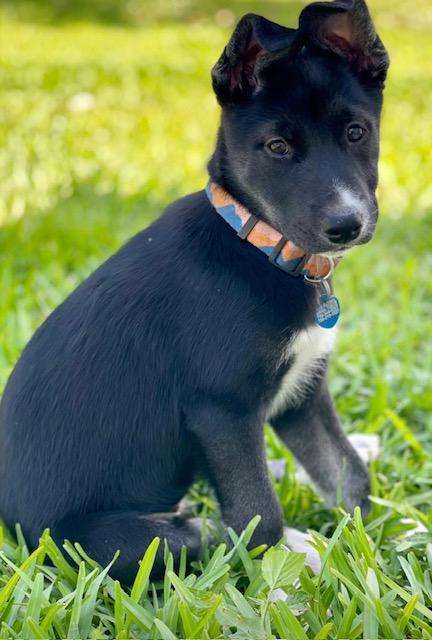 Geisha, a ADOPTABLE mixed breed in Miami, FL image 5/6