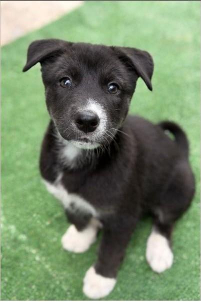 Geisha, ADOPTABLE, Puppy Female Husky & Shepherd.