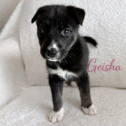 Enlarge Geisha, a ADOPTABLE mixed breed in Miami, FL image 1/1