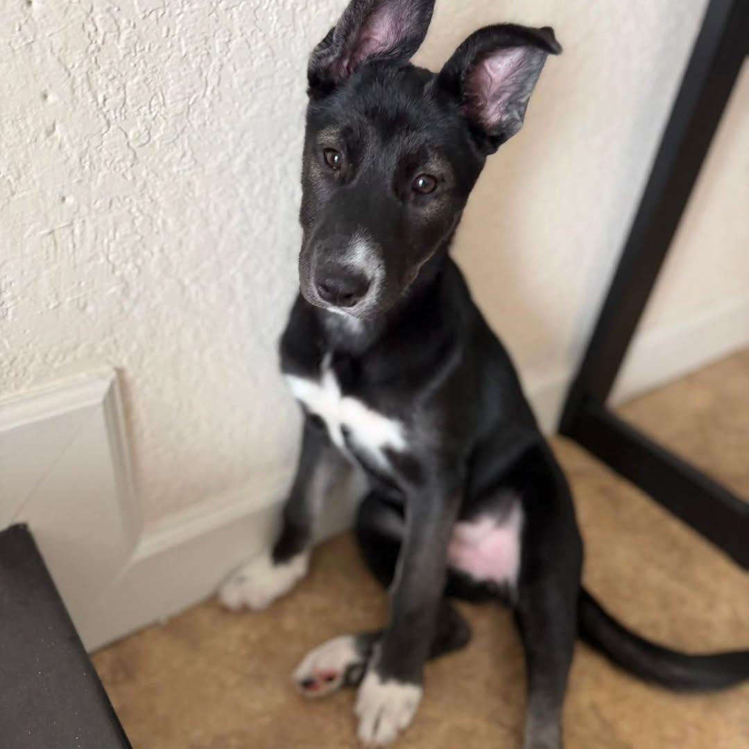 Geisha, ADOPTABLE, Puppy Female Husky & Shepherd.