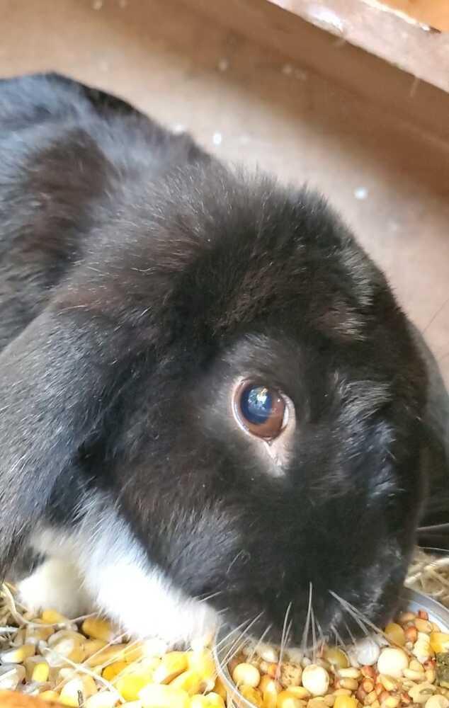 Pebbles, Adopted, Adult Female Mini Lop.