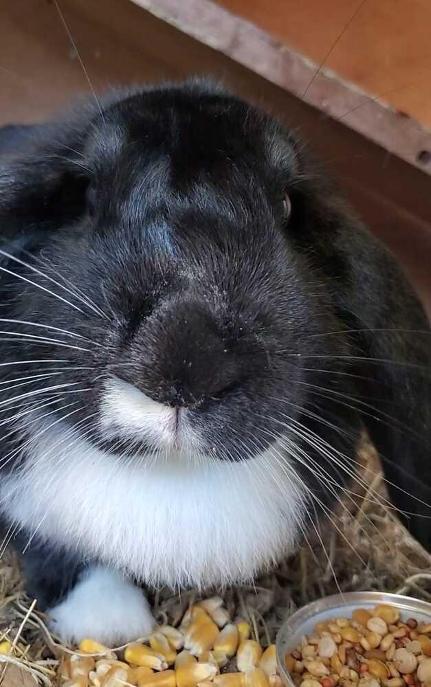 Enlarge Pebbles, a Adopted Mini Lop in Ocala, FL image 2/3