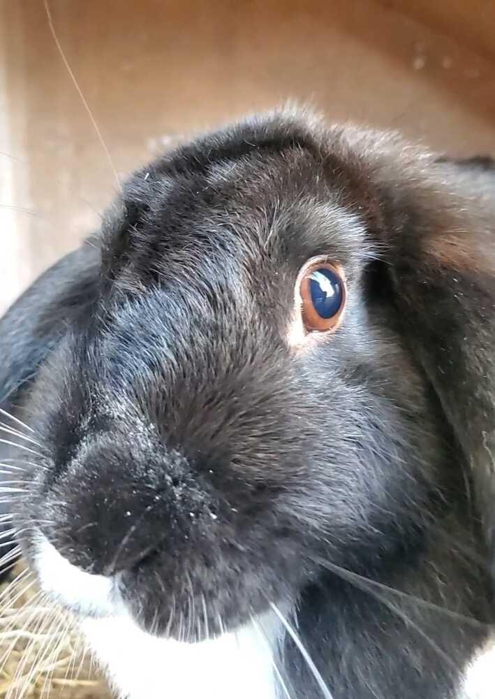 Enlarge Pebbles, a Adopted Mini Lop in Ocala, FL image 3/3