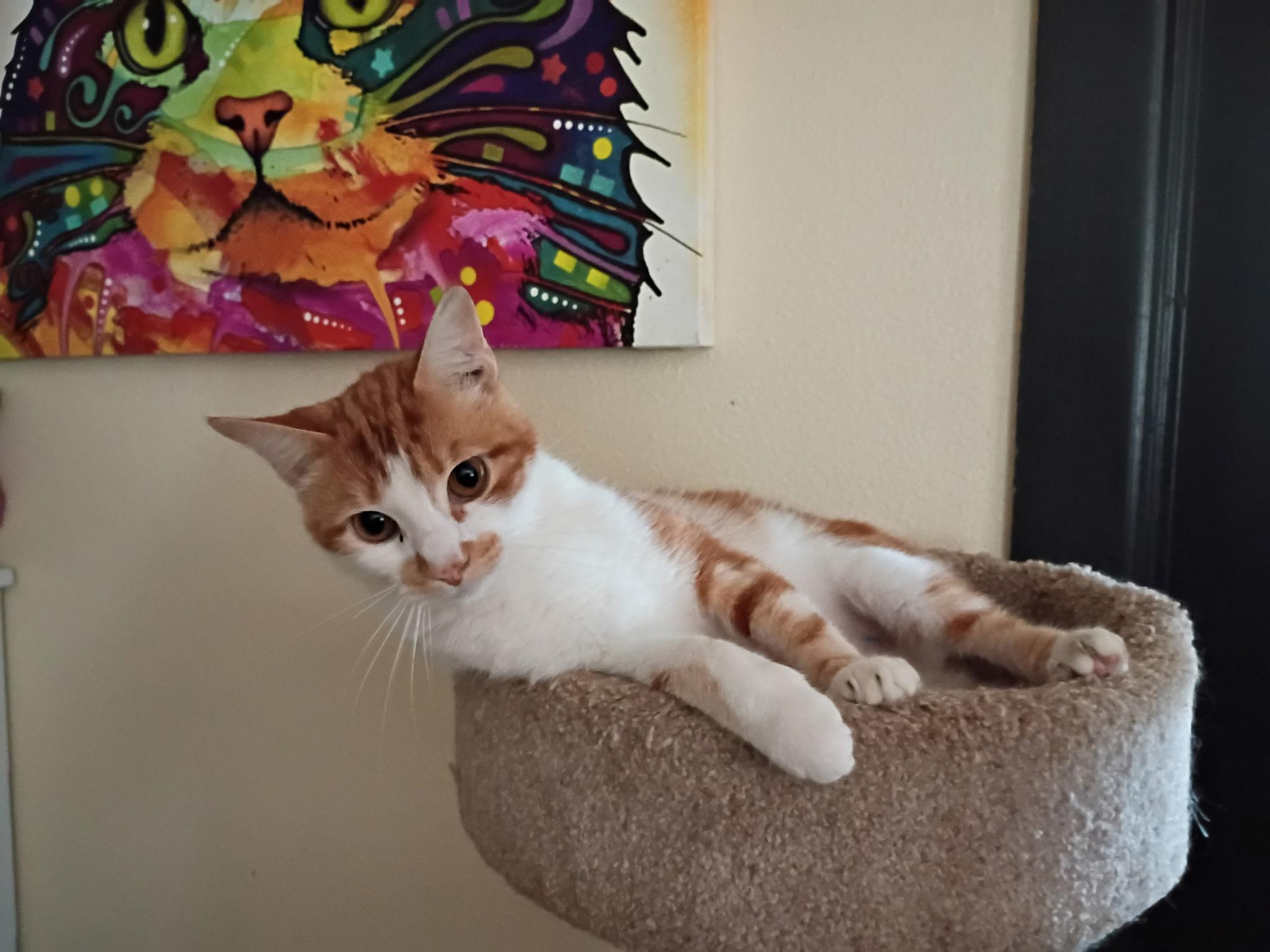 Enlarge Enzo, a ADOPTABLE Manx in Kerrville, TX image 1/1