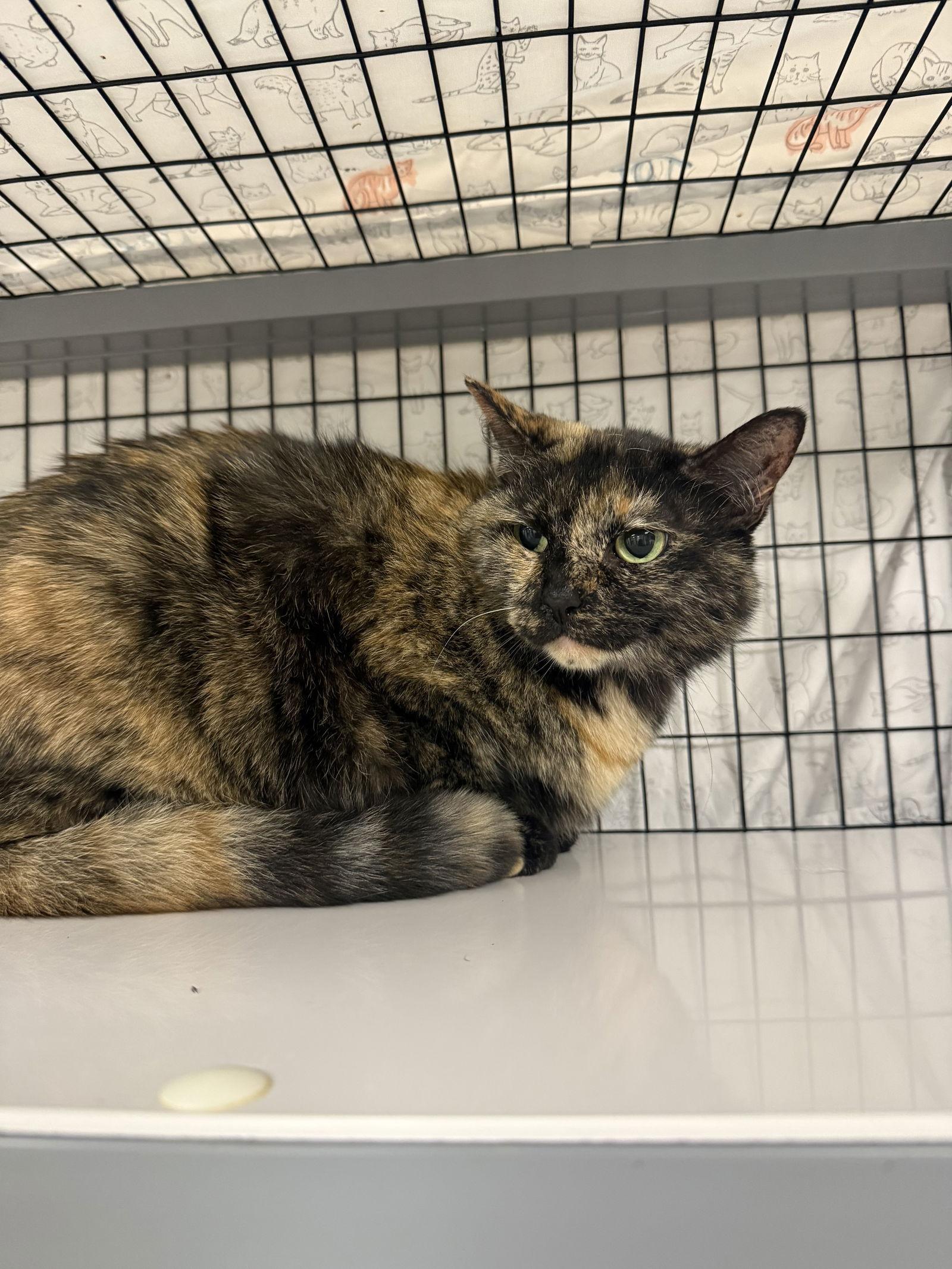 Ginger Root, a Adoptable Domestic Short Hair in Satellite Beach, FL image 1/3