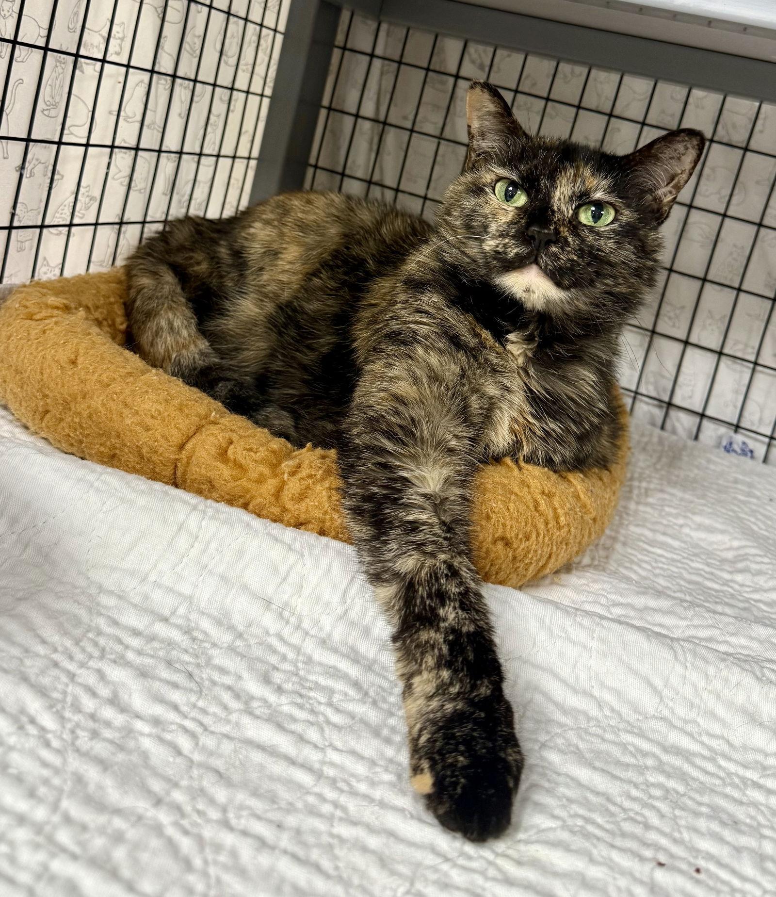 Ginger Root, a Adoptable Domestic Short Hair in Satellite Beach, FL image 2/3