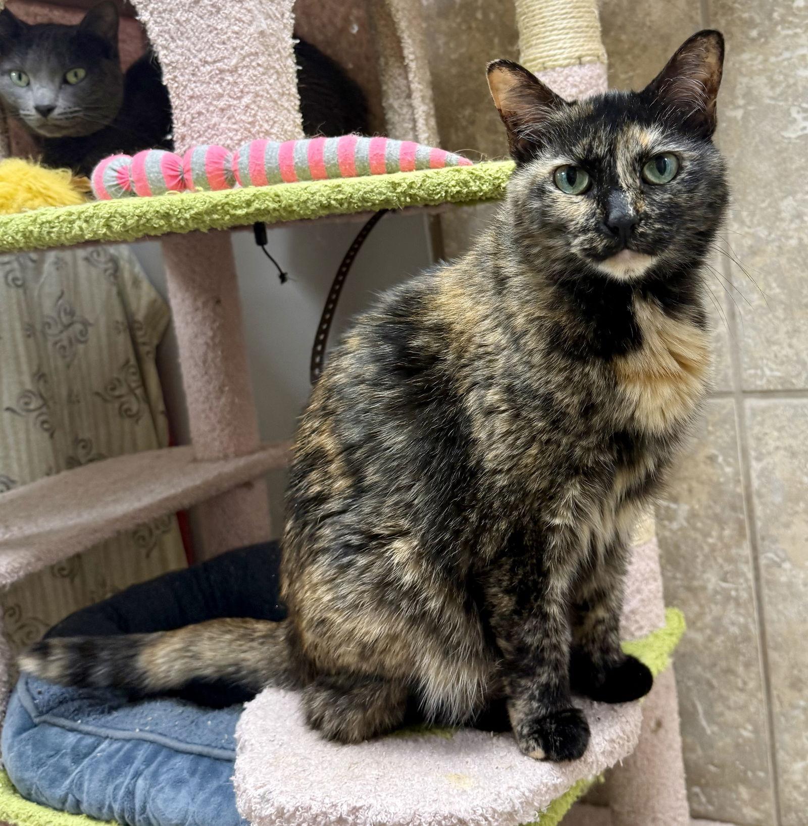 Enlarge Ginger Root, a Adoptable Domestic Short Hair in Satellite Beach, FL image 2/3