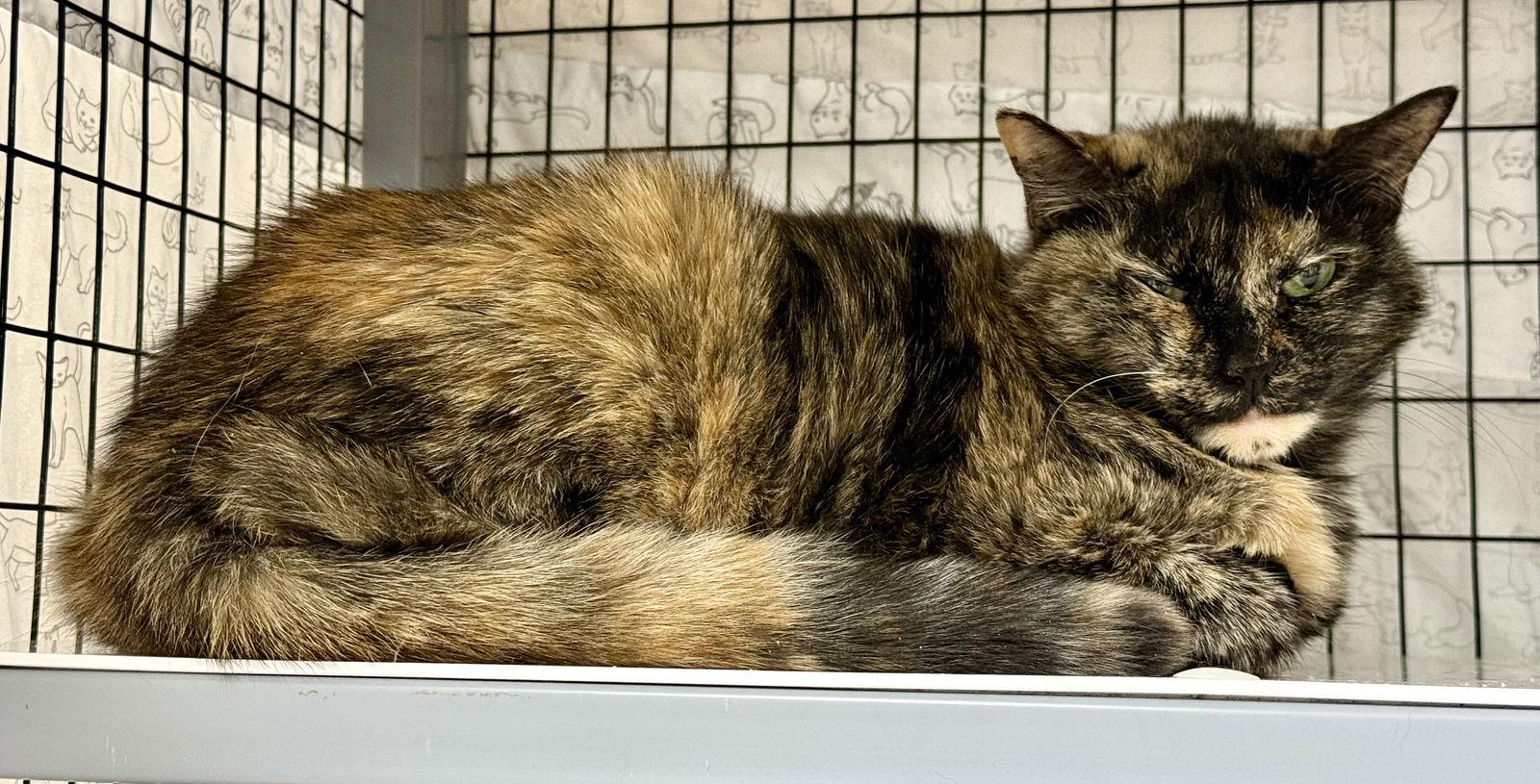 Ginger Root, a Adoptable Domestic Short Hair in Satellite Beach, FL image 3/3