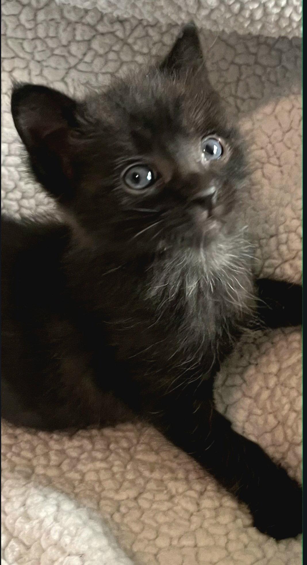 Enlarge Cole, a Adoptable Domestic Short Hair in Campbell, CA image 2/2