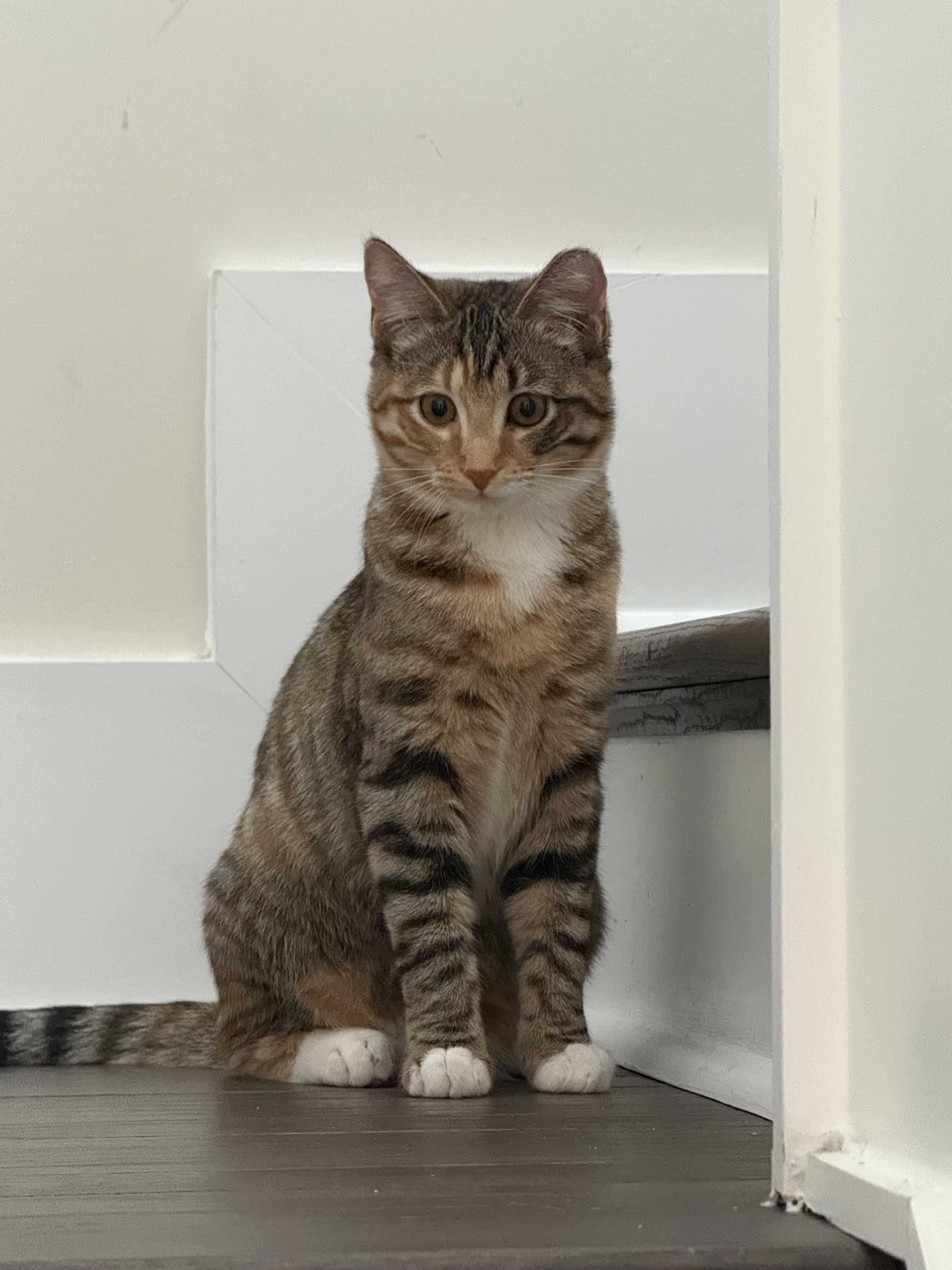 Enlarge Velma, a ADOPTABLE Domestic Short Hair in Mount Pleasant, SC image 1/1