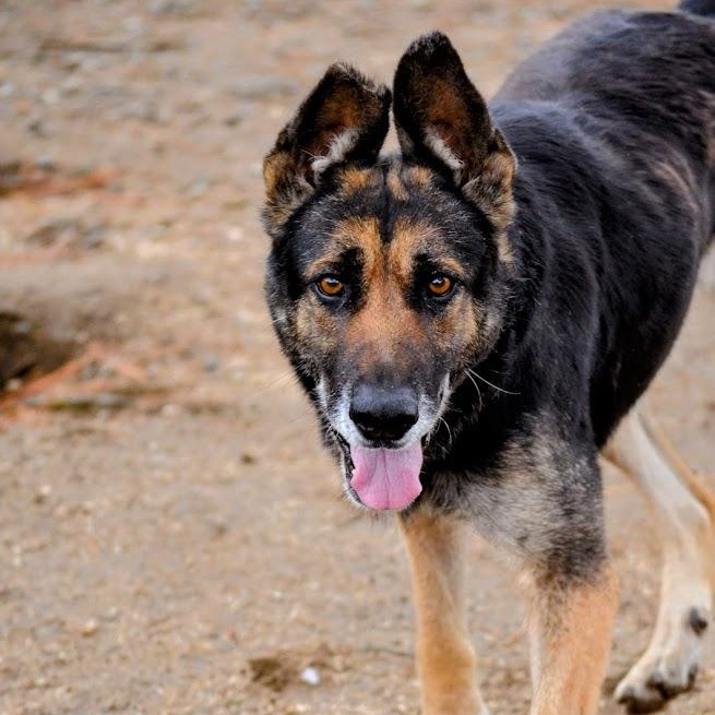 Aquila — thumbnail 2