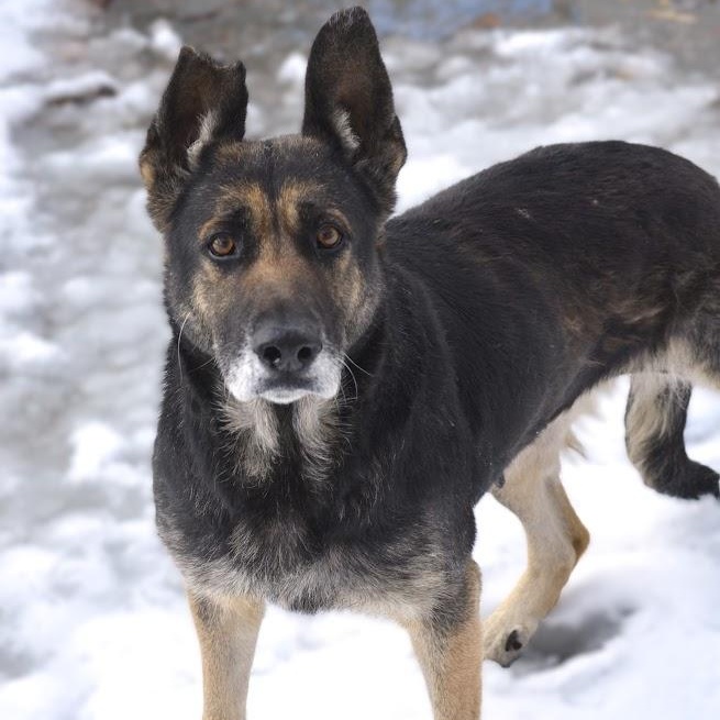 Aquila — thumbnail 3