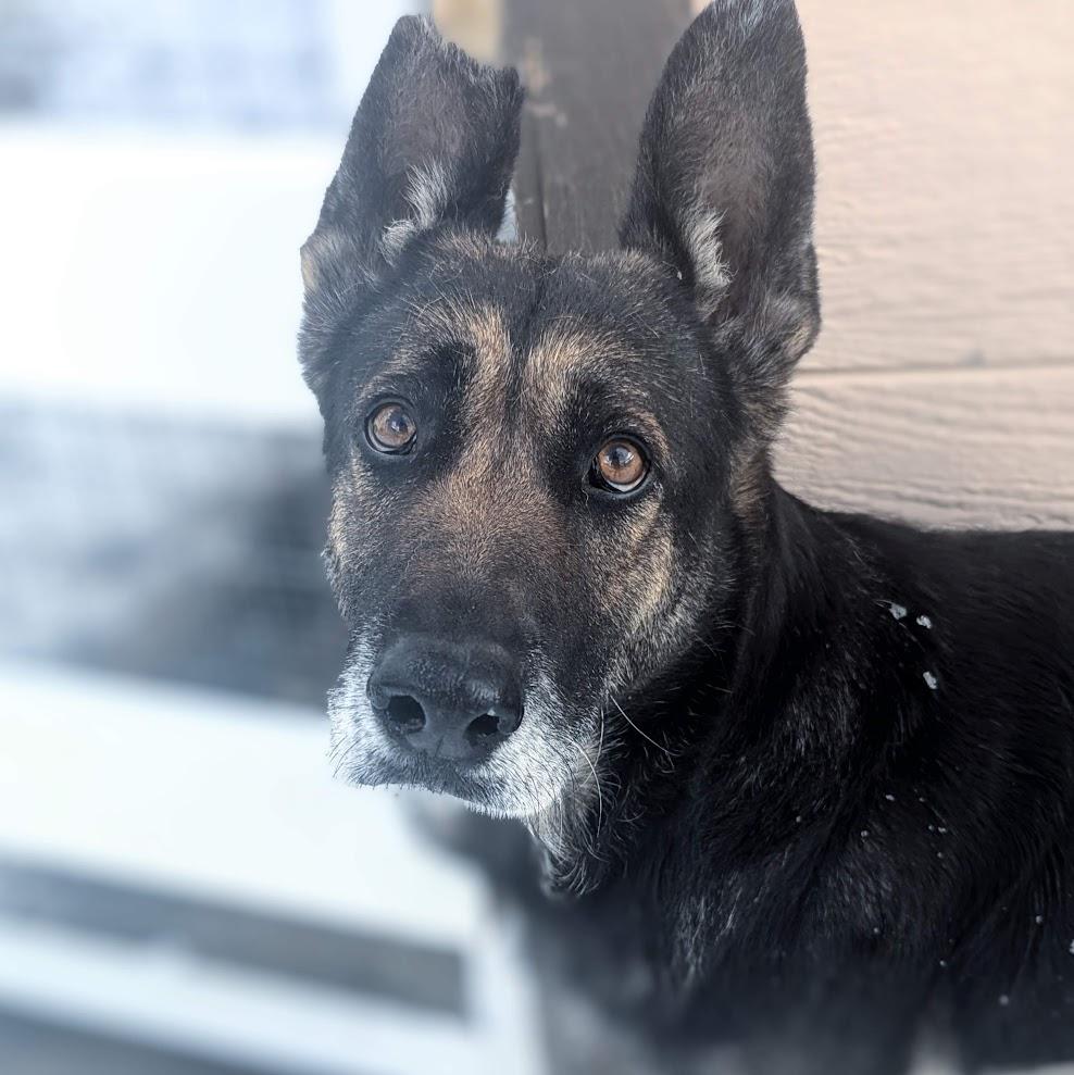 Aquila — thumbnail 4