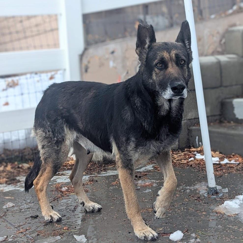 Aquila — thumbnail 6