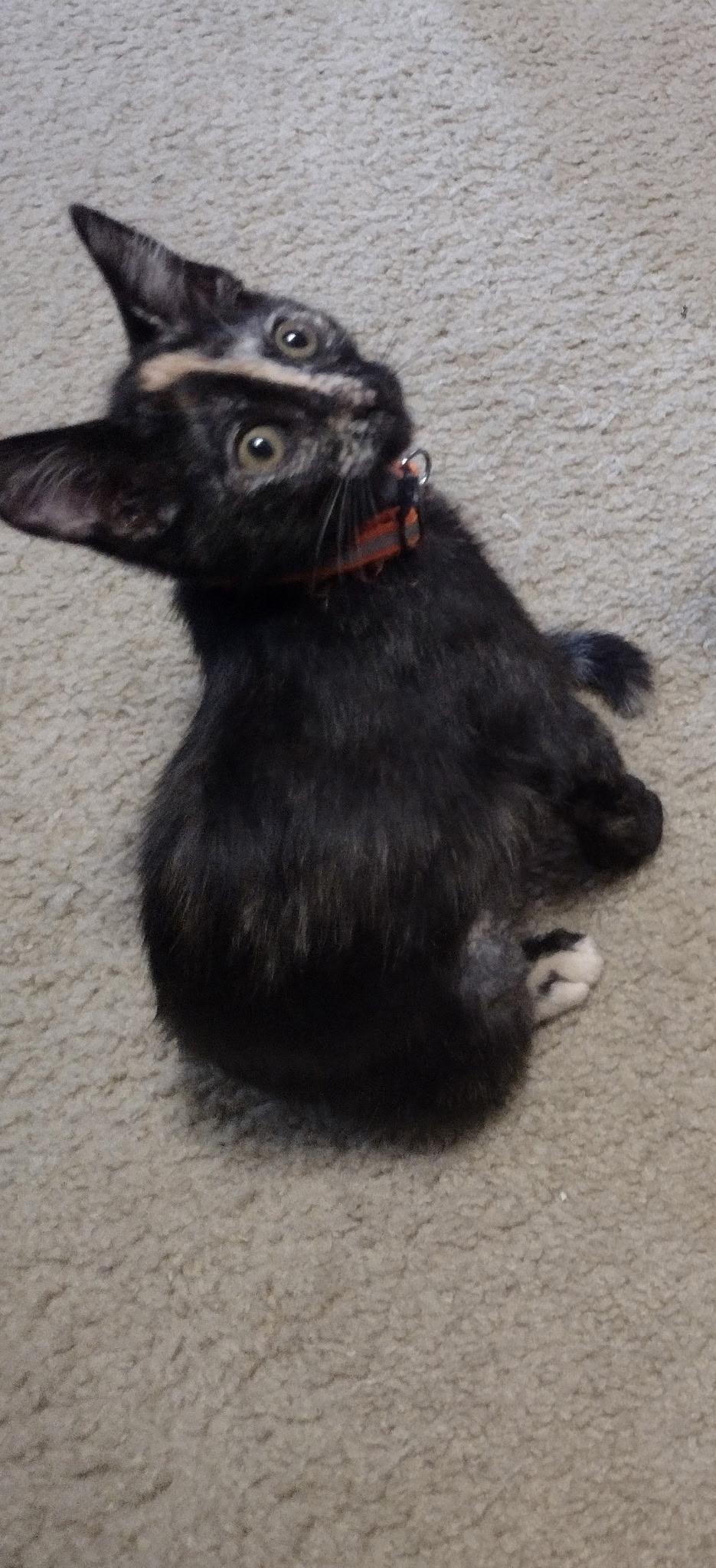 Maybell, Baby Female unknown