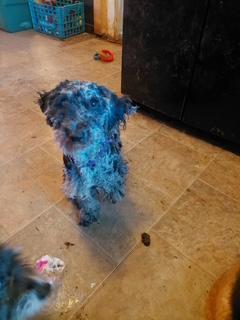Koal, a Adoptable Standard Poodle in Schenectady, NY image 2/3