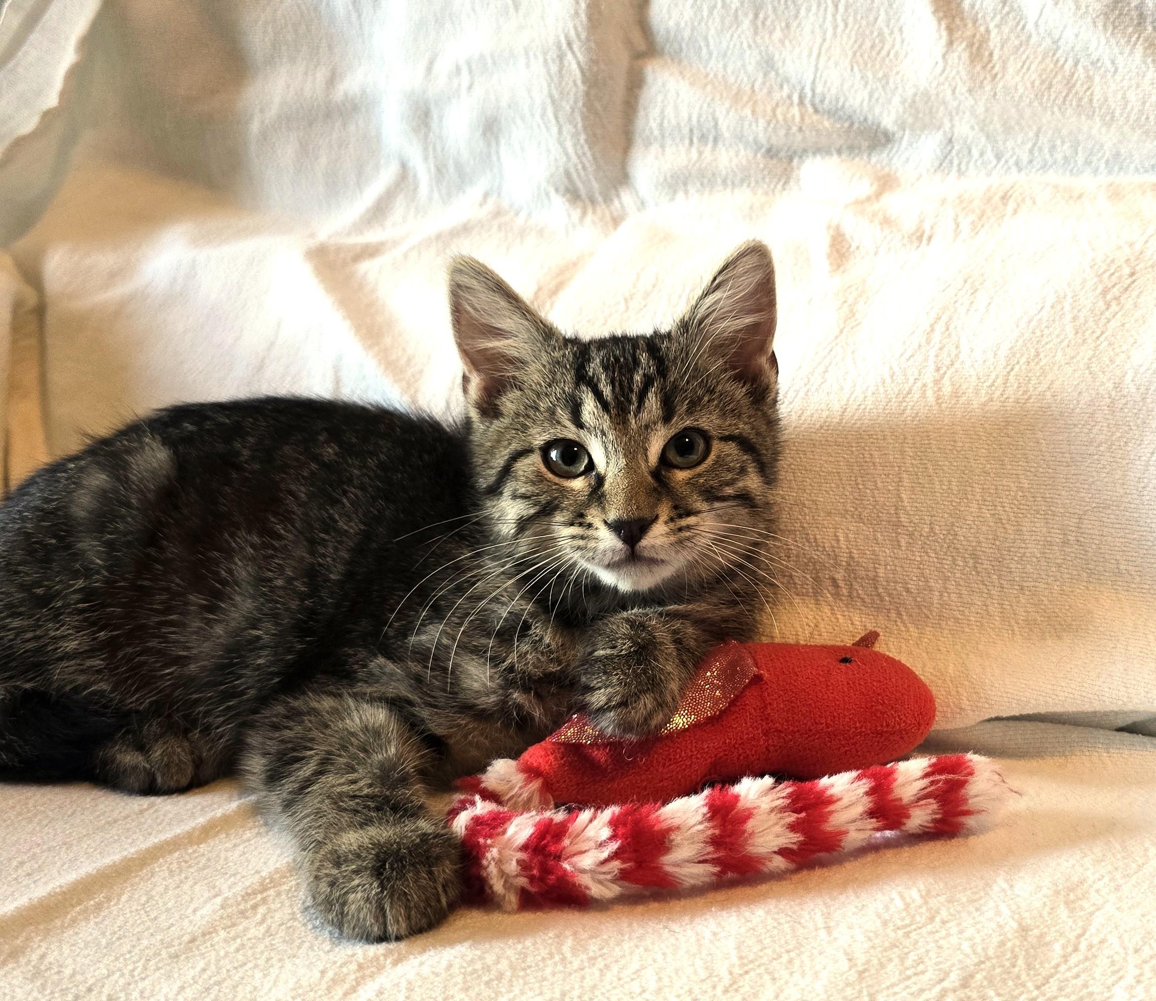 Enlarge Berti, a Adopted Domestic Short Hair in Wilmington, NC image 1/2