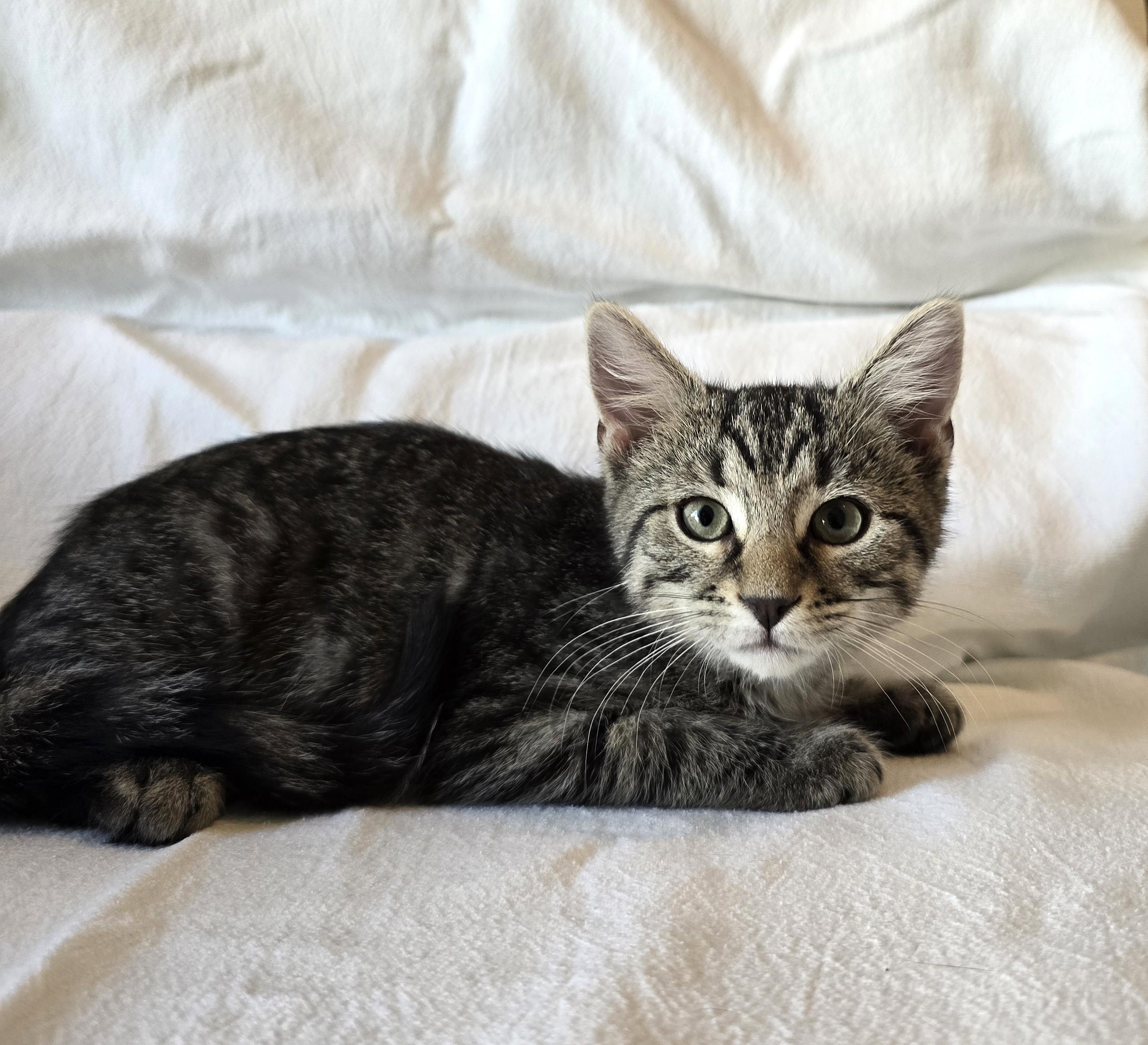 Enlarge Berti, a Adopted Domestic Short Hair in Wilmington, NC image 2/2