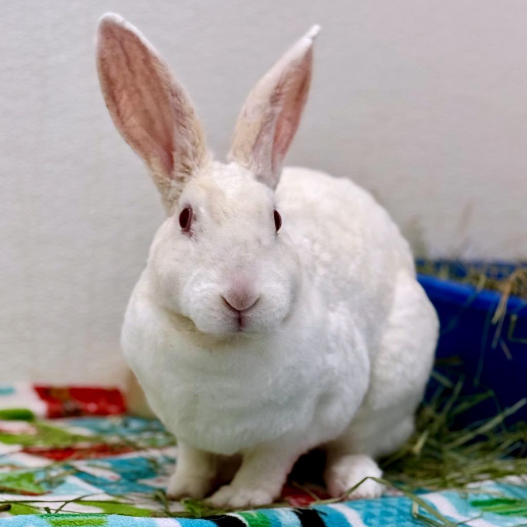 Enlarge Abigail, a Adoptable Rex in Kanab, UT image 1/3