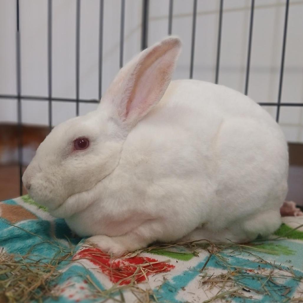 Enlarge Abigail, a Adoptable Rex in Kanab, UT image 2/3