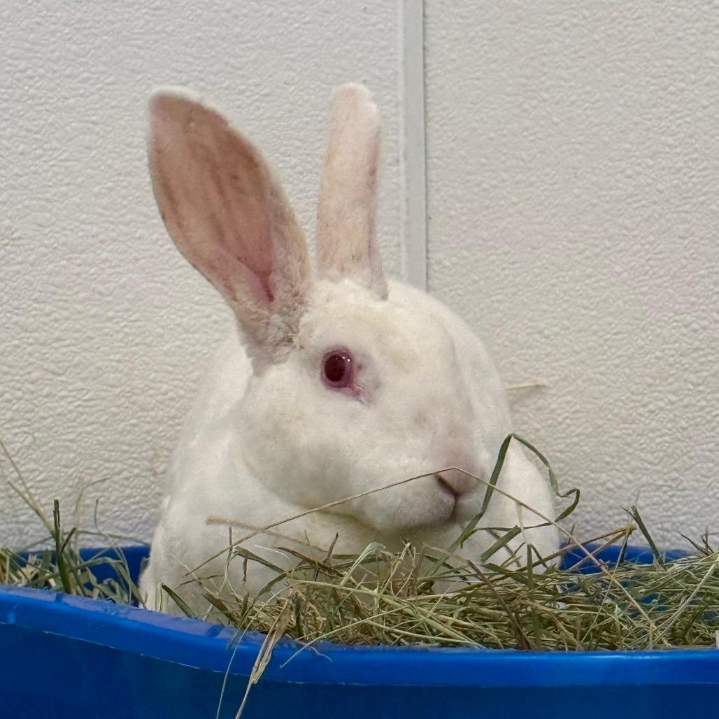 Enlarge Abigail, a Adoptable Rex in Kanab, UT image 3/3