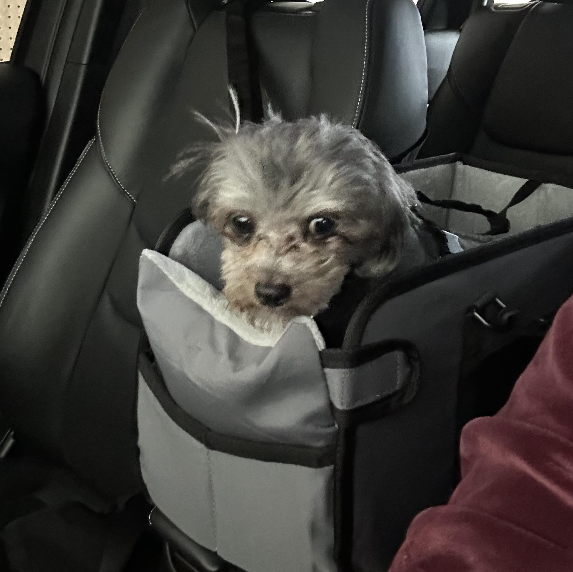 Enlarge Panchito, an adopted Maltese in West Valley, UT image 6/6