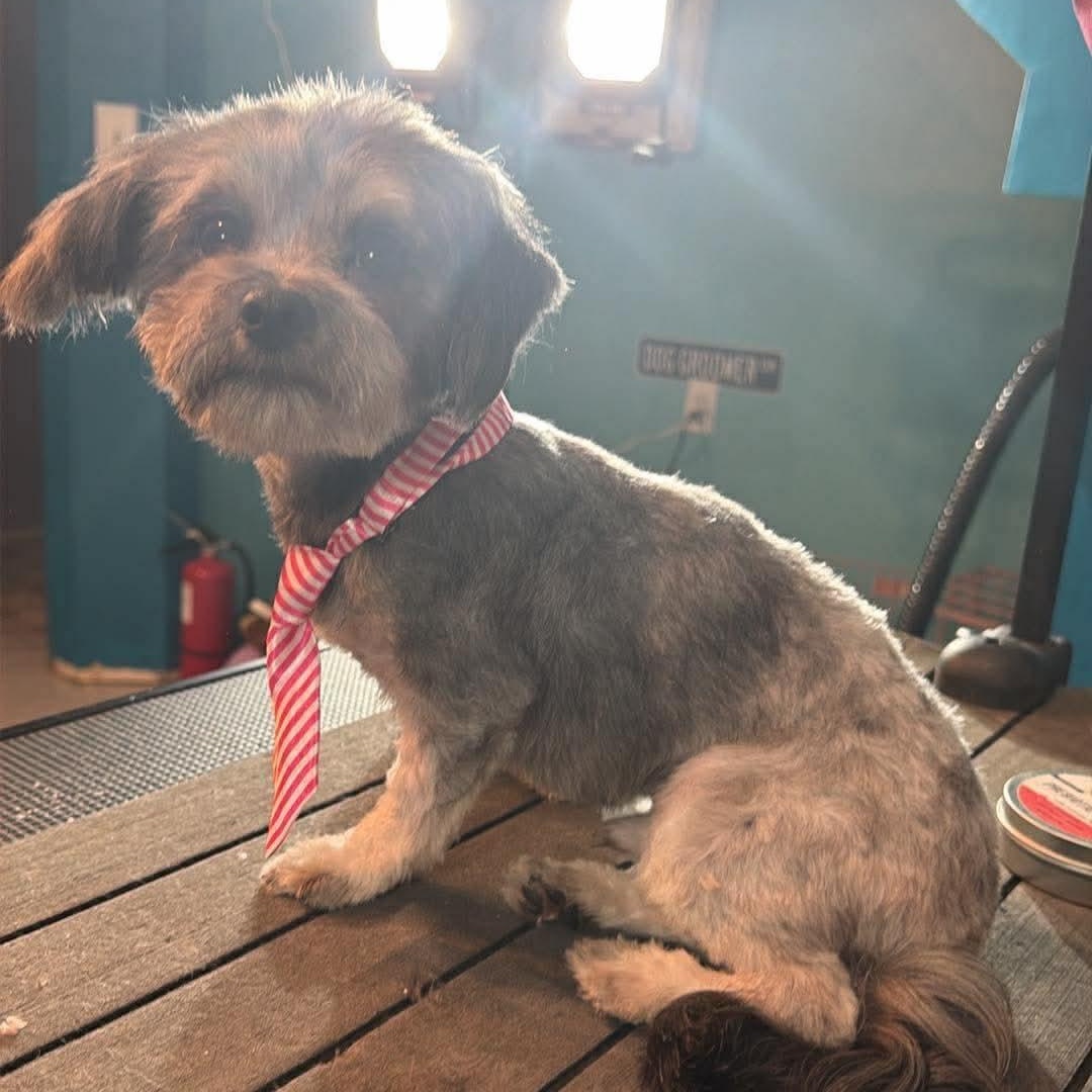 Enlarge Panchito, an adopted Maltese in West Valley, UT image 3/6