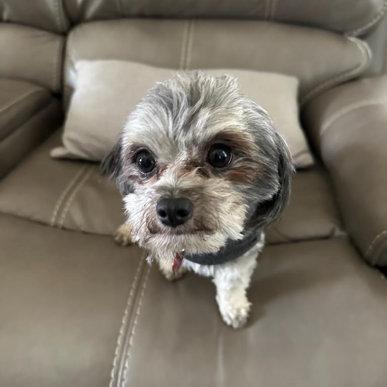 Enlarge Panchito, an adopted Maltese in West Valley, UT image 5/6