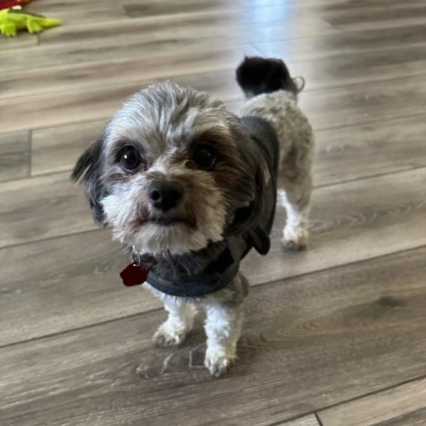 Enlarge Panchito, an adopted Maltese in West Valley, UT image 1/6