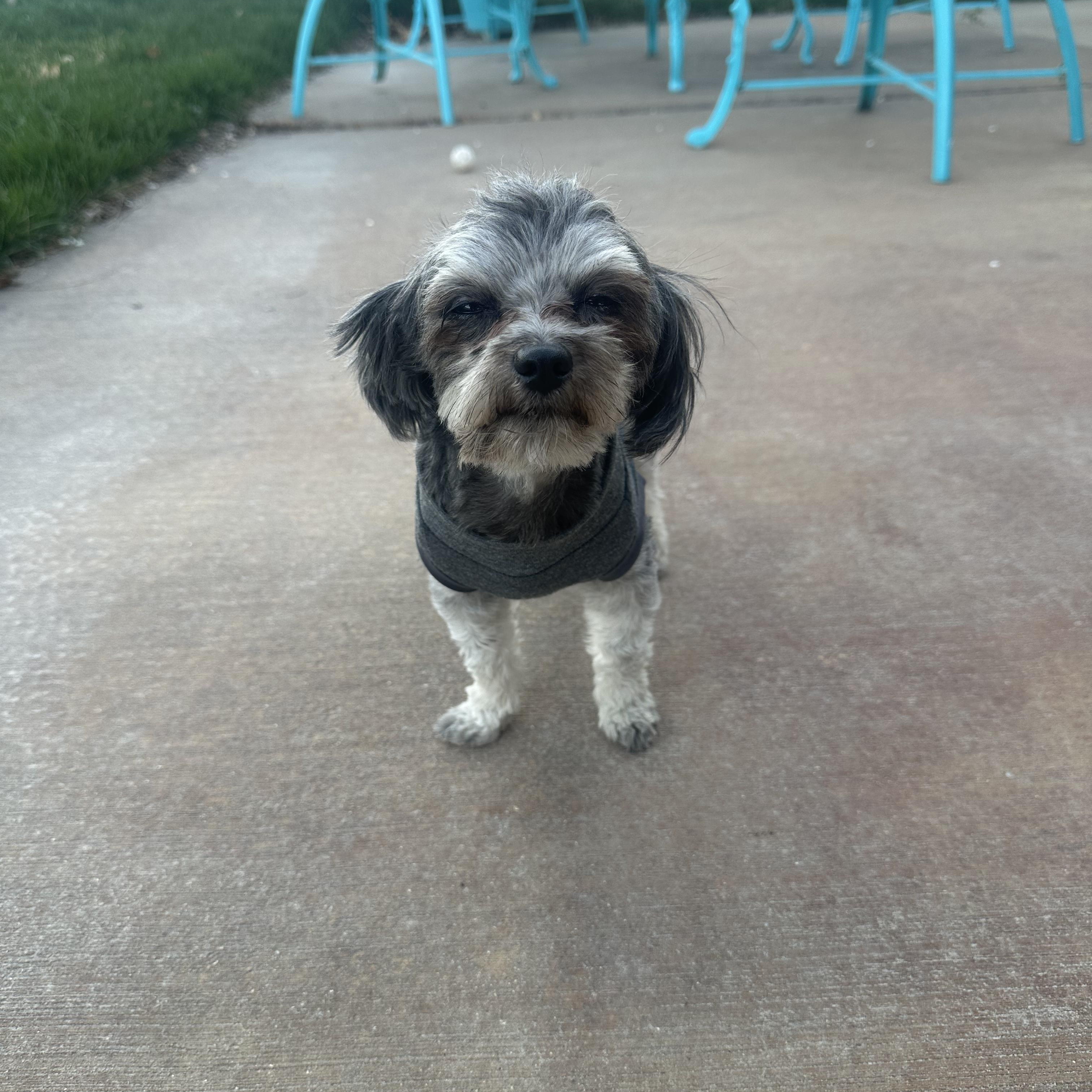 Enlarge Panchito, an adopted Maltese in West Valley, UT image 2/6