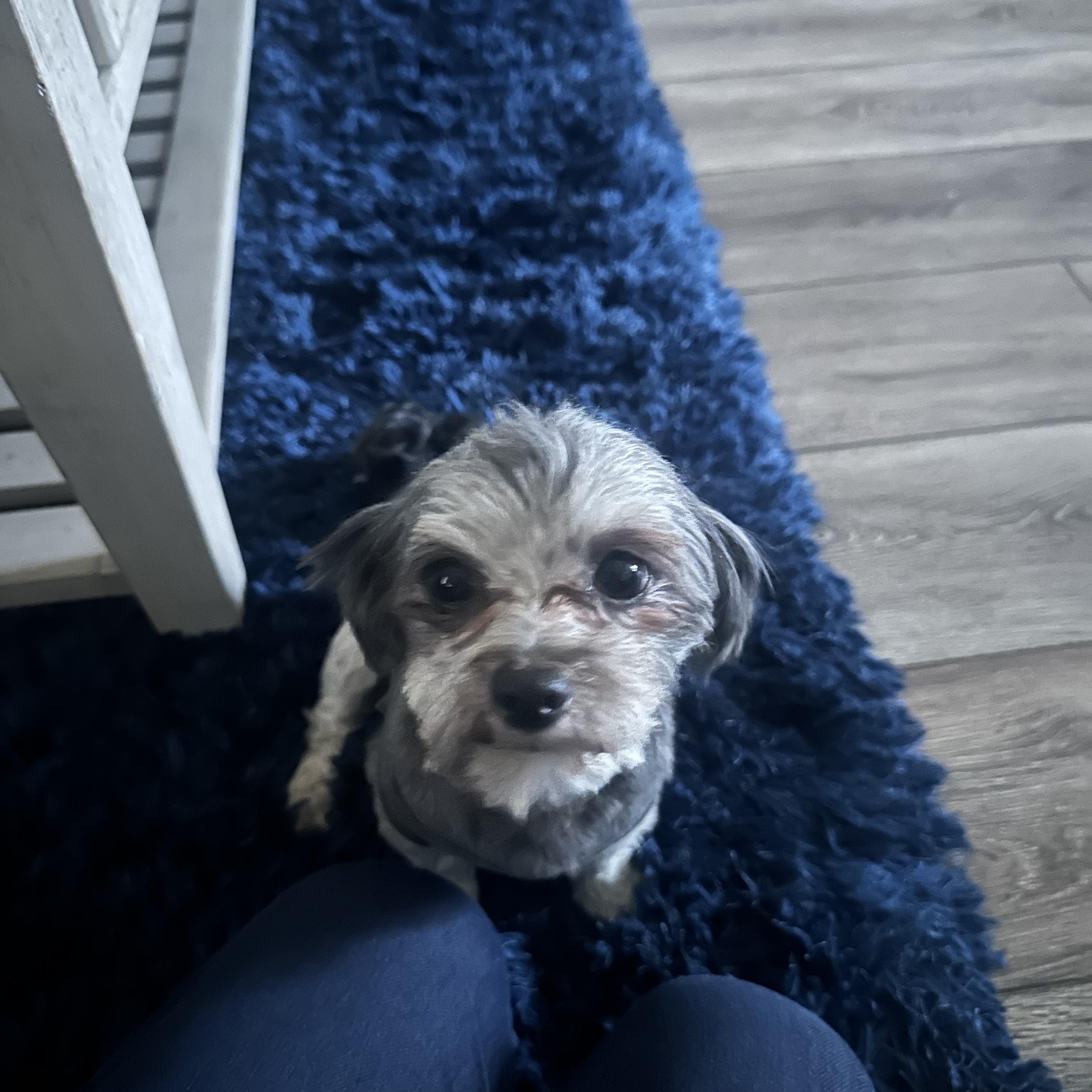 Enlarge Panchito, an adopted Maltese in West Valley, UT image 4/6