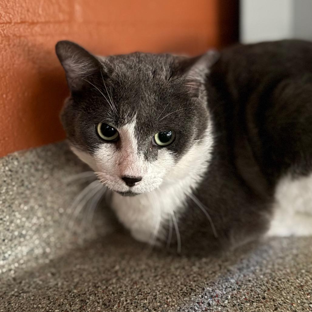 Gray Gray, Adoptable, Adult Male Domestic Short Hair.