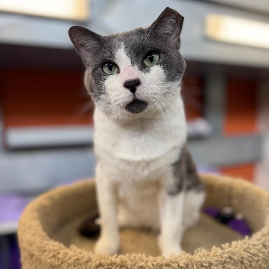 Enlarge Gray Gray, a Adoptable Domestic Short Hair in Sarasota, FL image 2/6