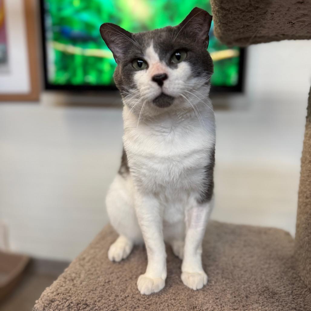 Enlarge Gray Gray, a Adoptable Domestic Short Hair in Sarasota, FL image 3/6