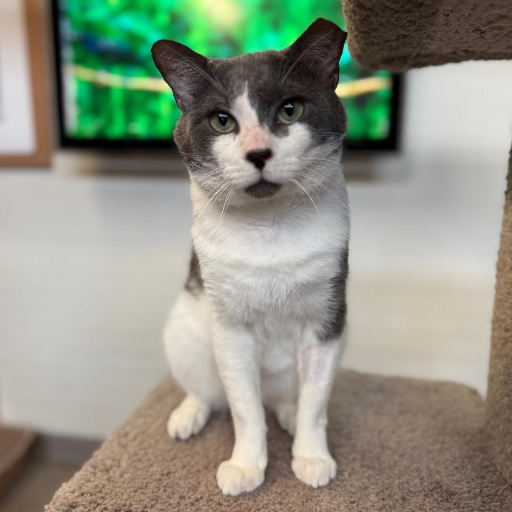 Enlarge Gray Gray, a Adoptable Domestic Short Hair in Sarasota, FL image 4/6