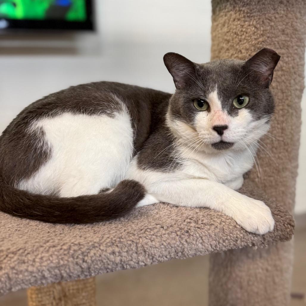 Enlarge Gray Gray, a Adoptable Domestic Short Hair in Sarasota, FL image 5/6