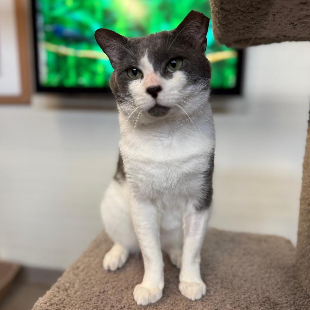 Enlarge Gray Gray, a Adoptable Domestic Short Hair in Sarasota, FL image 6/6