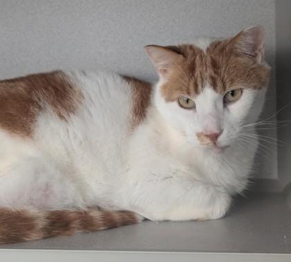 Boy, Adoptable, Adult Male Domestic Short Hair & Domestic Short Hair.