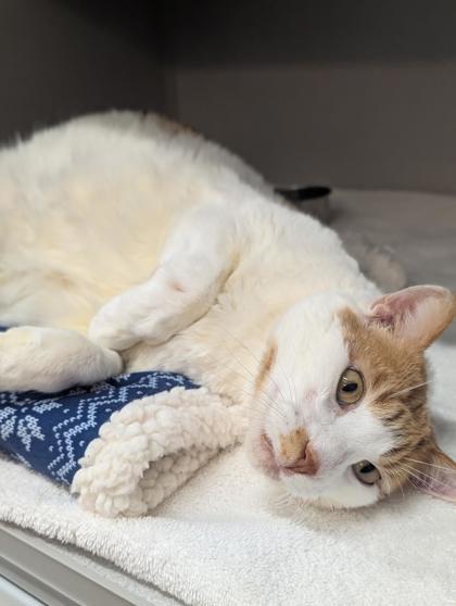 Boy, a Adoptable Domestic Short Hair in Bensalem, PA image 1/3