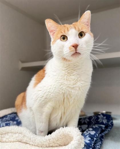 Boy, a Adoptable Domestic Short Hair in Bensalem, PA image 2/3