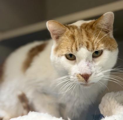 Boy, a Adoptable Domestic Short Hair in Bensalem, PA image 3/3