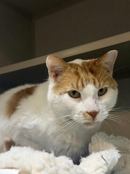 Enlarge Boy, a Adoptable Domestic Short Hair in Bensalem, PA image 2/3