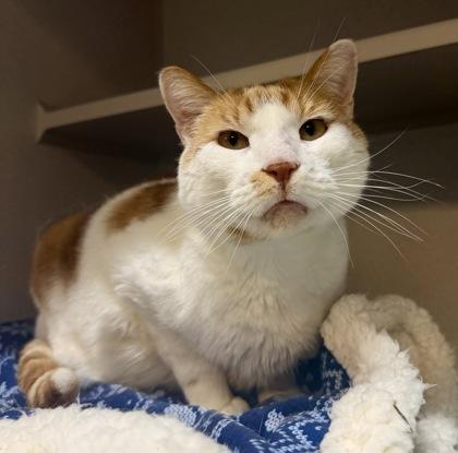 Enlarge Boy, a Adoptable Domestic Short Hair in Bensalem, PA image 3/3