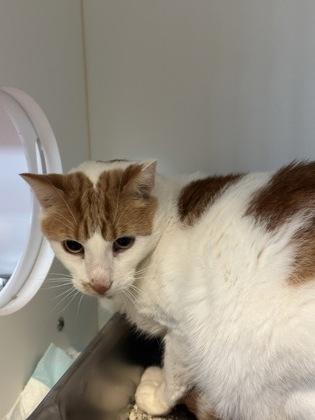 Boy, a Adoptable Domestic Short Hair in Bensalem, PA image 2/2